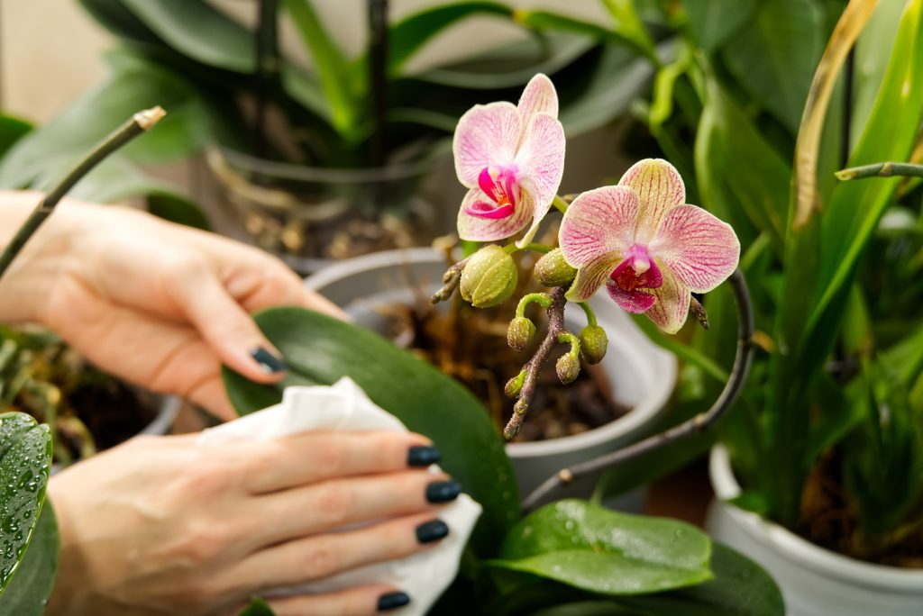 Peroxidová voda pro pokojové květiny. Zachraňte zvadlé orchideje a křehké zamiocultures