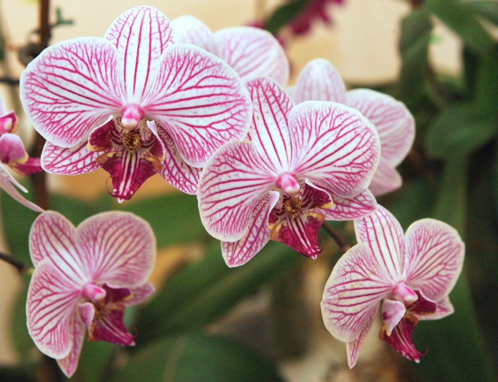 Orchidej nekvete: jednoduchý trik přináší květinám novou krásu