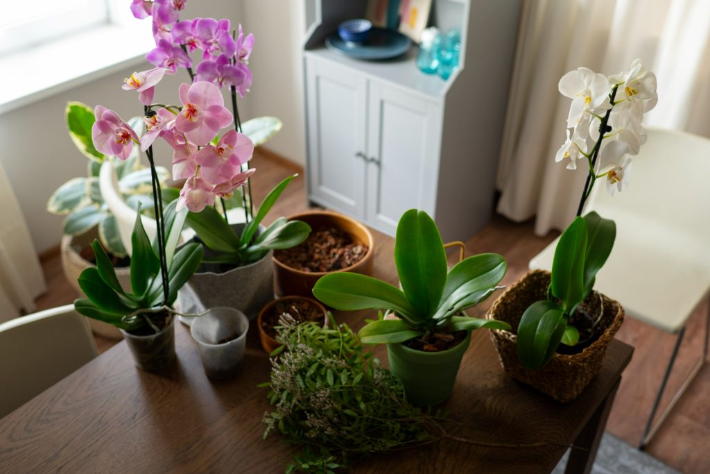 Umístěním tohoto jednoduchého předmětu vedle rostliny na podzim okamžitě rozkvetou vaše orchideje.