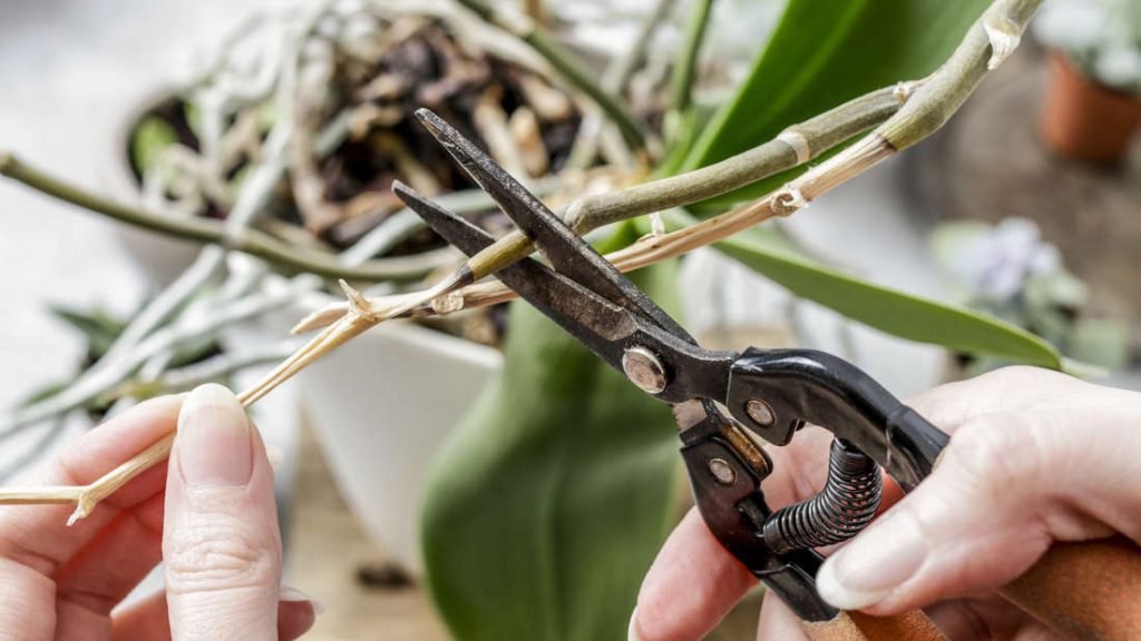 Orchideje je třeba prořezávat : trik zaručuje mnoho nových květů