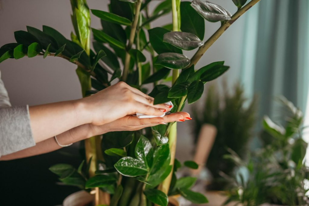 Peroxidová voda pro pokojové květiny. Zachraňte zvadlé orchideje a křehké zamiocultures