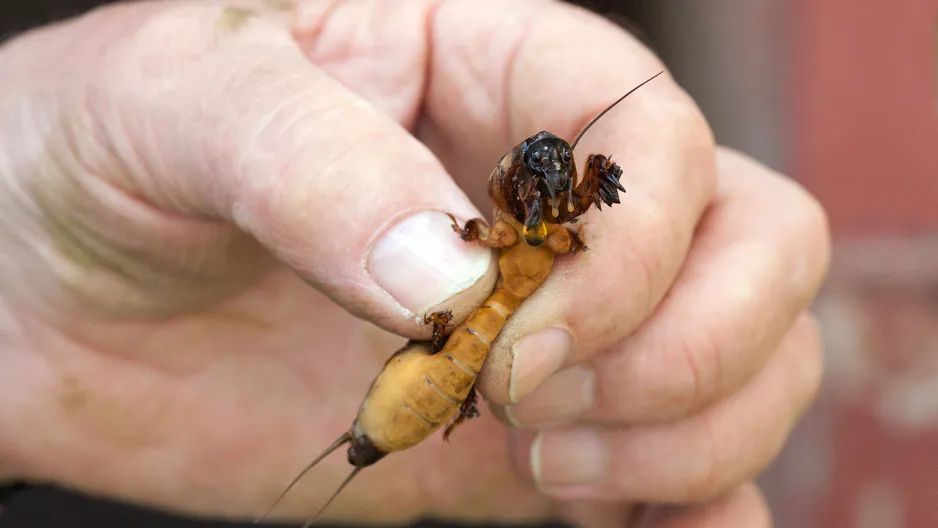 Může být až 10 cm dlouhý: Jak bojovat proti škůdci na zahradě