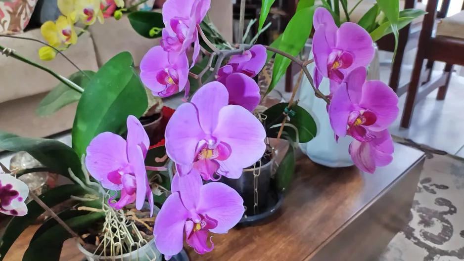 Babiččino tajemství pro zimní kvetení orchidejí