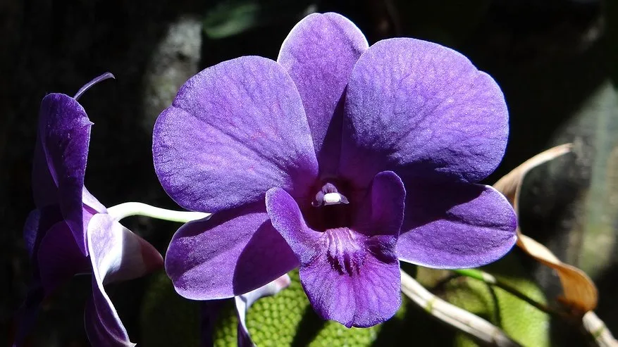 Peroxid vodíku je nejlepší krmivo pro orchideje, které potřebují krmení pro dobrý růst a kvetení.