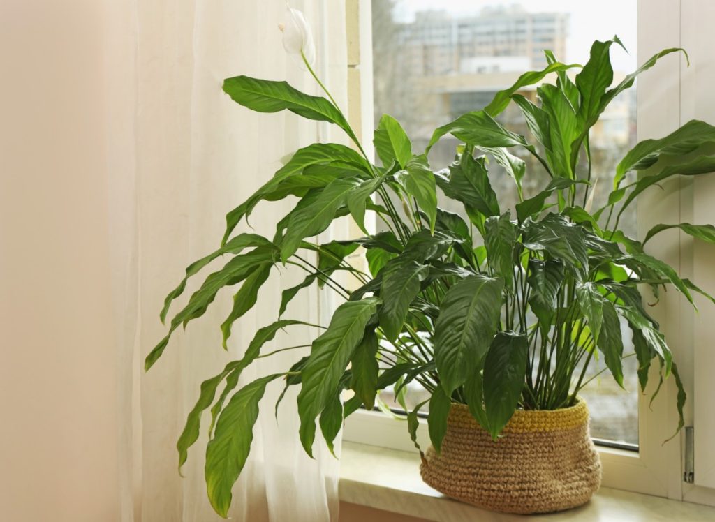 Postupné prořezávání spathiphyllum. Pokud to uděláte správně, získá opět svůj zdravý vzhled a obnoví kvetení.