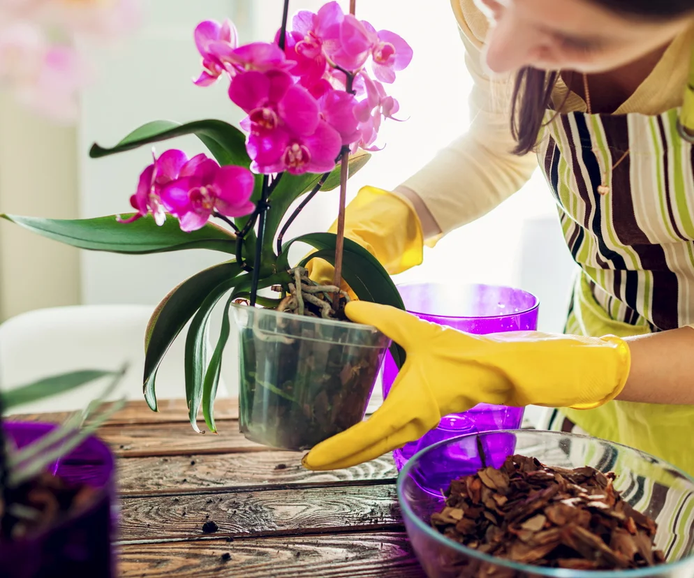 Uvadající orchidej? 4 kubíky a je zase zelená a plná poupat!