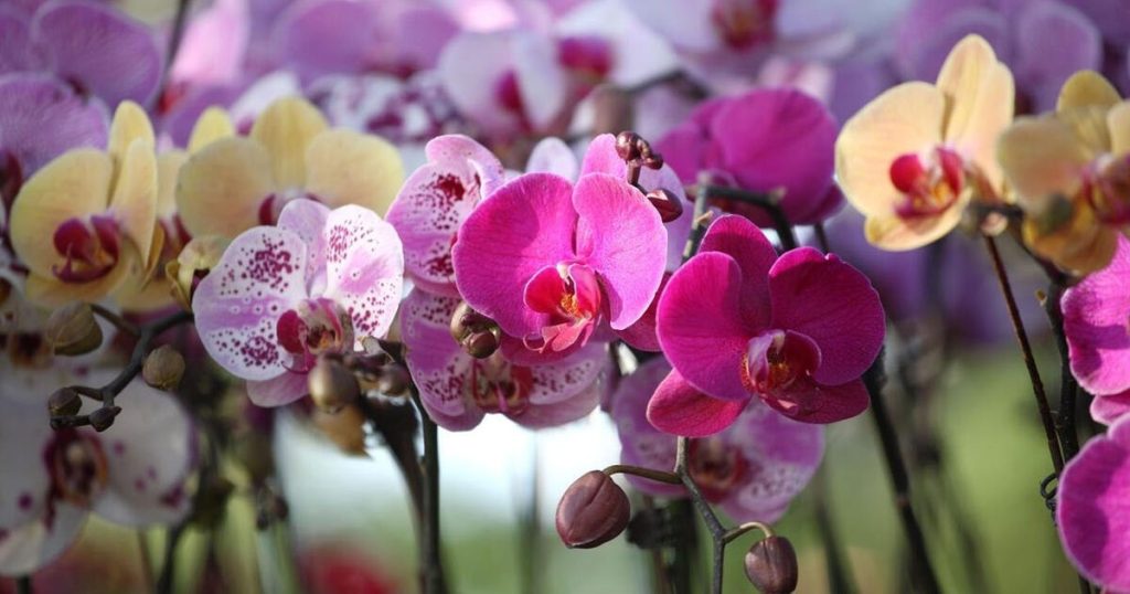 Zahradník se podělil o tajemství péče o phalaenopsis „Orchideje kvetou 6 měsíců“: