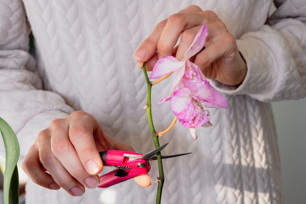 Děláte tuto častou chybu Poupata orchidejí usychají dříve, než vykvetou?