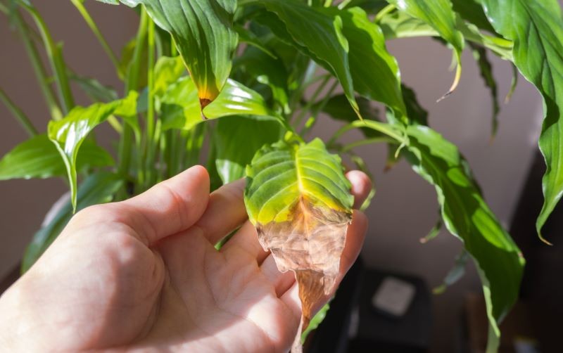 Postupné prořezávání spathiphyllum. Pokud to uděláte správně, získá opět svůj zdravý vzhled a obnoví kvetení.