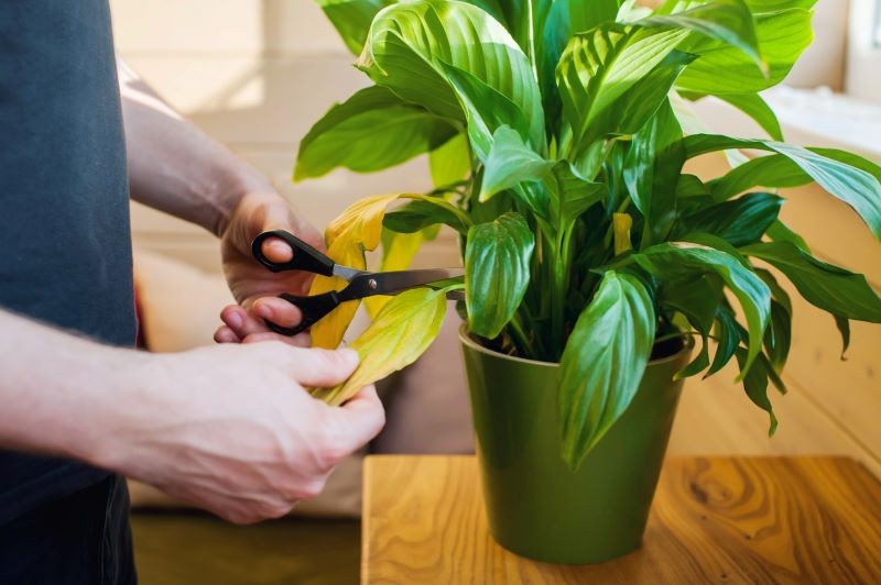 Postupné prořezávání spathiphyllum. Pokud to uděláte správně, získá opět svůj zdravý vzhled a obnoví kvetení.