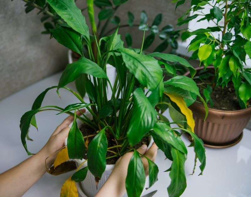 Postupné prořezávání spathiphyllum. Pokud to uděláte správně, získá opět svůj zdravý vzhled a obnoví kvetení.